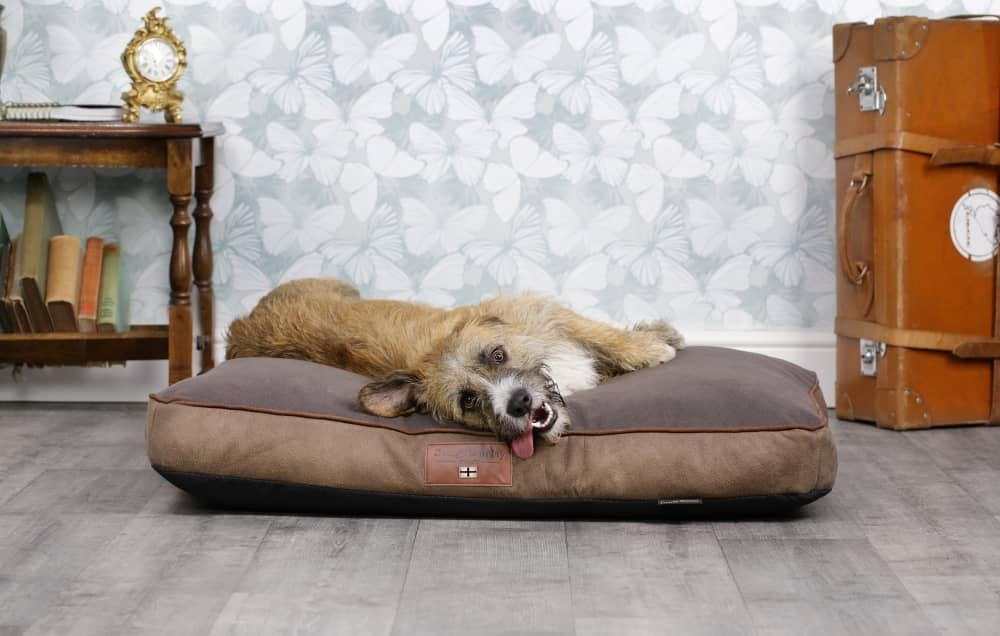 A memory foam orthopedic dog mattress sold be creatures of comfort.