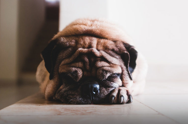 Flooring for dog