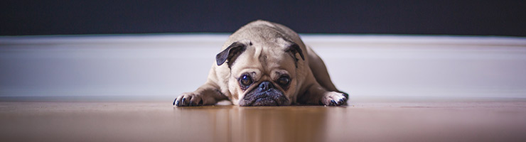 Flooring options for dogs and other pets