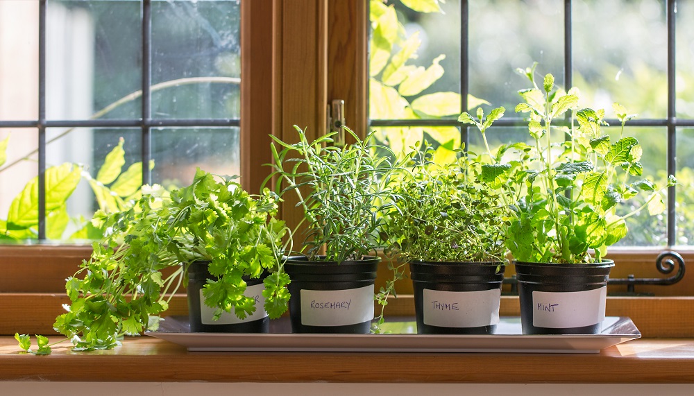 Indoor herbs not only bring fresh colour to your kitchen, but you'll be able to enjoy fresh ingredients in your recipes.