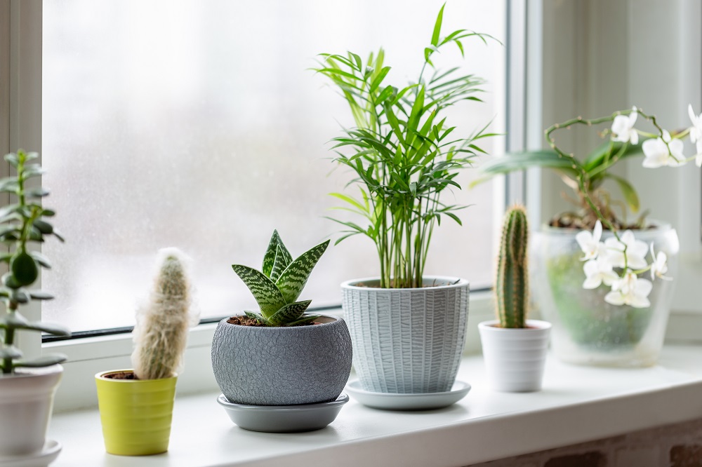 Plants can improve plain surfaces such as windowsills.
