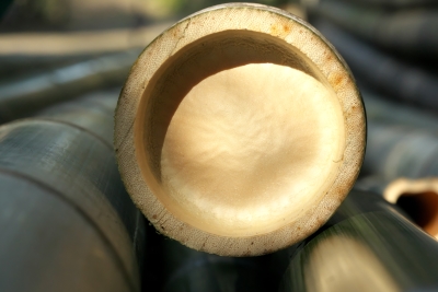 A close-up of mosmo bamboo used to make bamboo flooring.