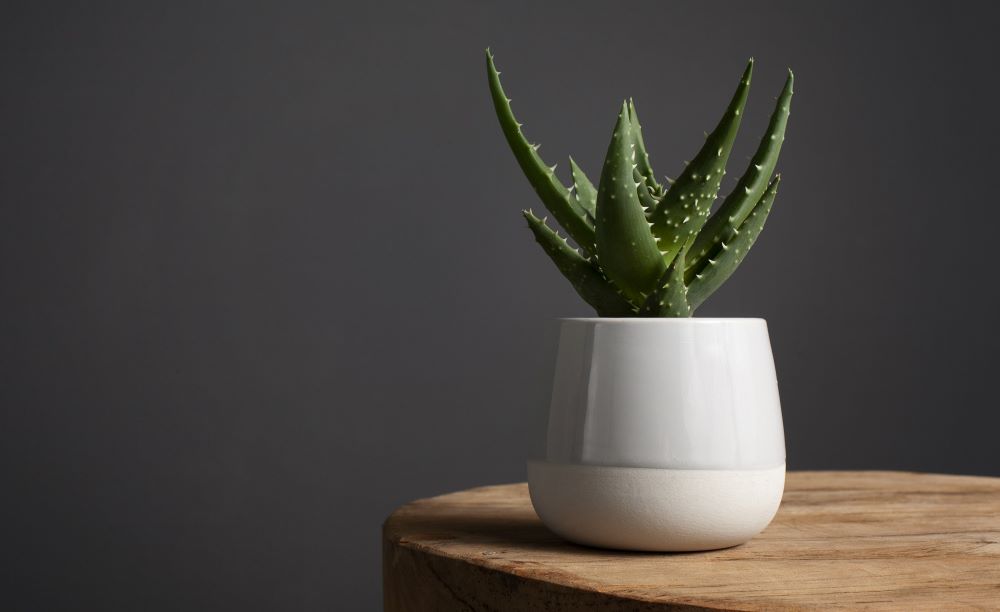 Aloe Vera is low-maintenance and can be placed on the floor or a desk.