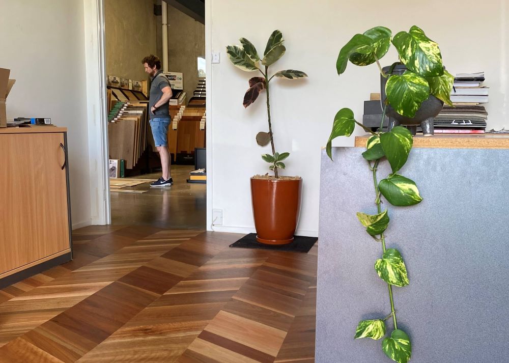 Devil's Ivy spilling over the edge of desk at OFS showroom.