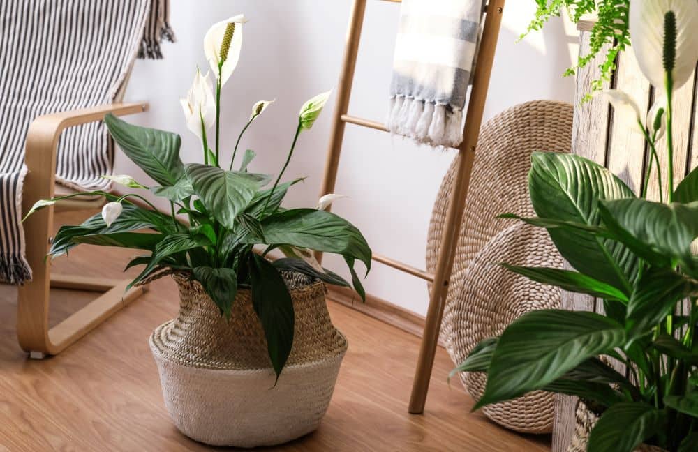 Peace Lily is an excellent choice for air-conditioned offices. 