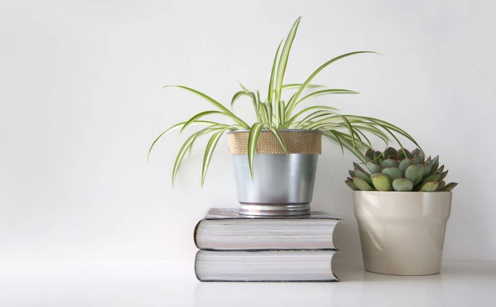 Spider plants look elegant and are easy to care for. Picture here next to a succulent.