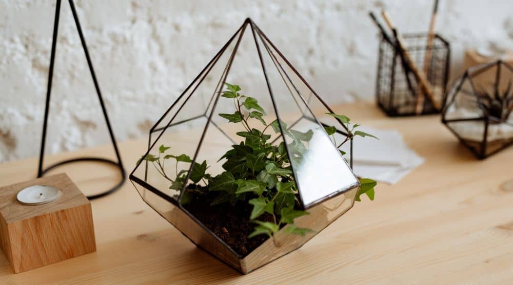 Terrariums require very little care and are perfect on top of desks.