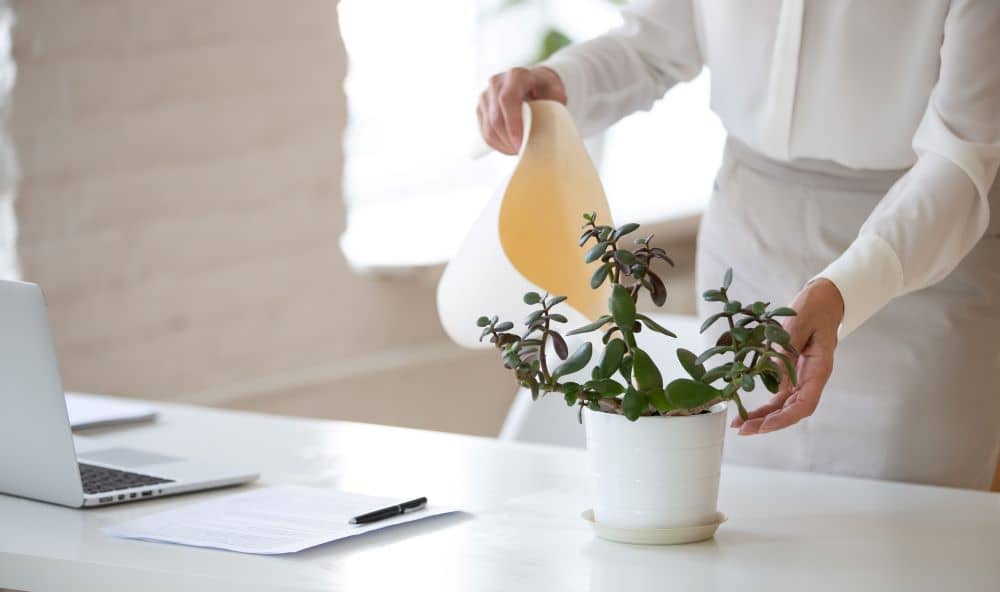 Most office plants require minimal care. 
