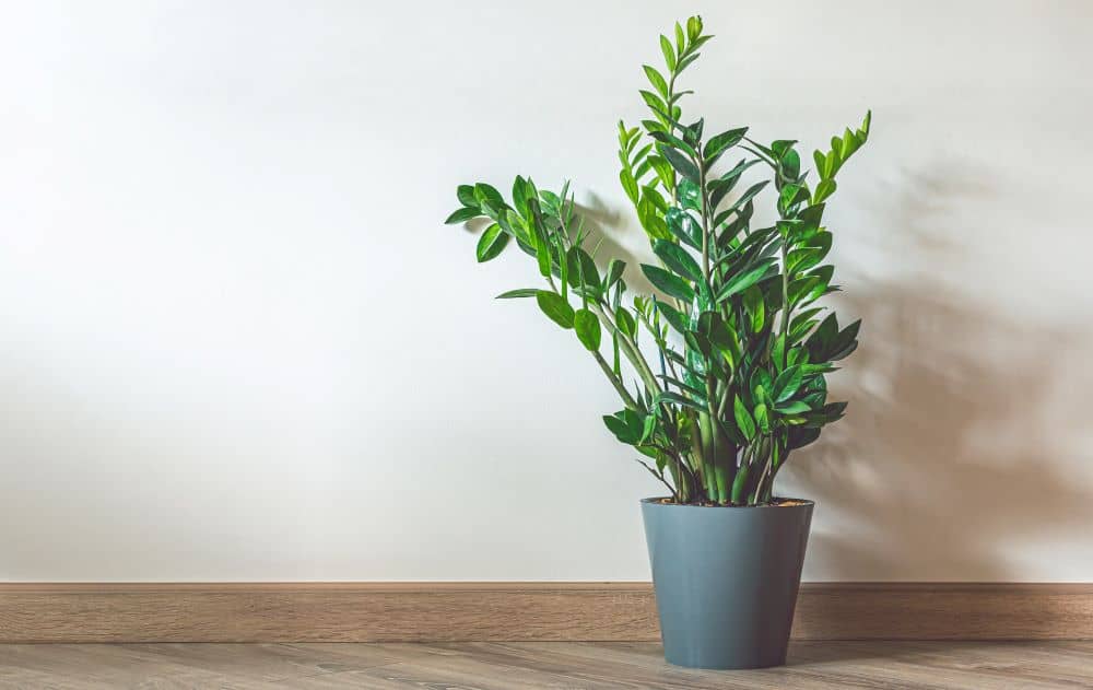 Zanzibar gem is one of the easiest plants to take care of and adds brightness to a room.