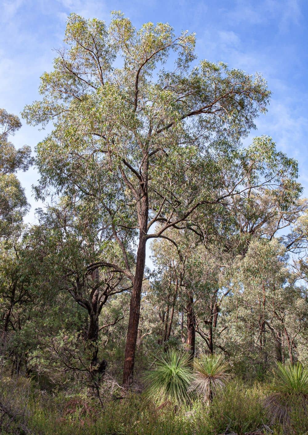 Australian blackbutt tree.