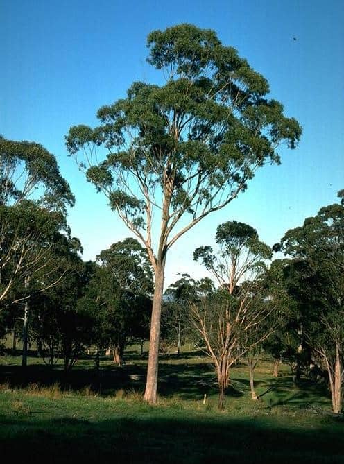 New England Blackbutt, a tree native to New South Wales and Queensland.