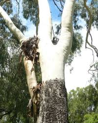 Eucalyptus Pilularis -  barks peel away in strips during the summer months. 