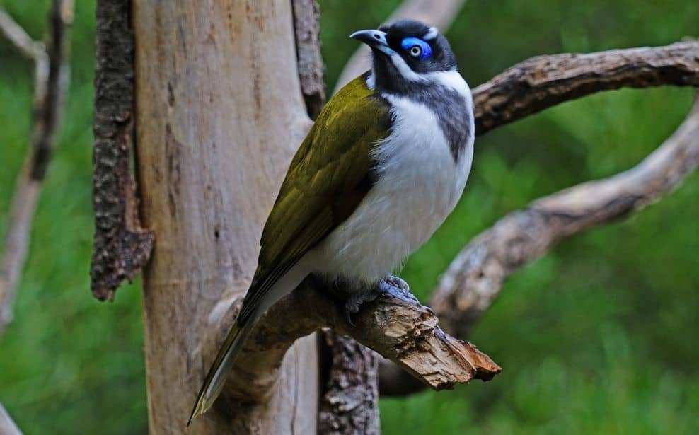 Honeyeaters provide plenty of benefits to Spotted Gum trees. 