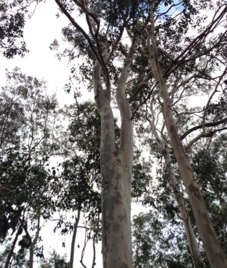 Spotted Gum is recognised by its smooth, dimpled bark which is shed in summer.