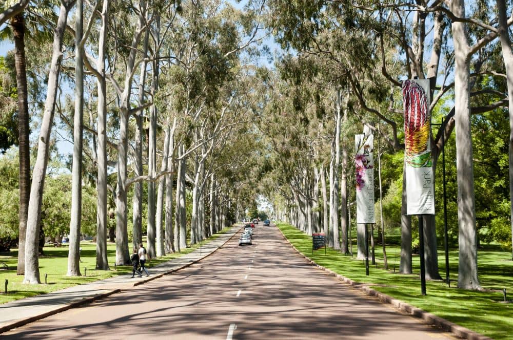 Lemon-scented spotted gum trees lined up at King's Park, Perth WA