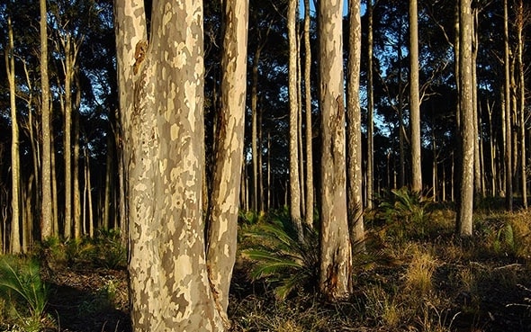 Spotted Gum is a strong and durable timber with good amount of natural oils.