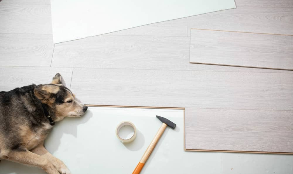 Dog lying on newly installed floor.