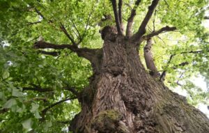 Old Basswood tree.