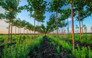 Paulownia Tree Plantation.