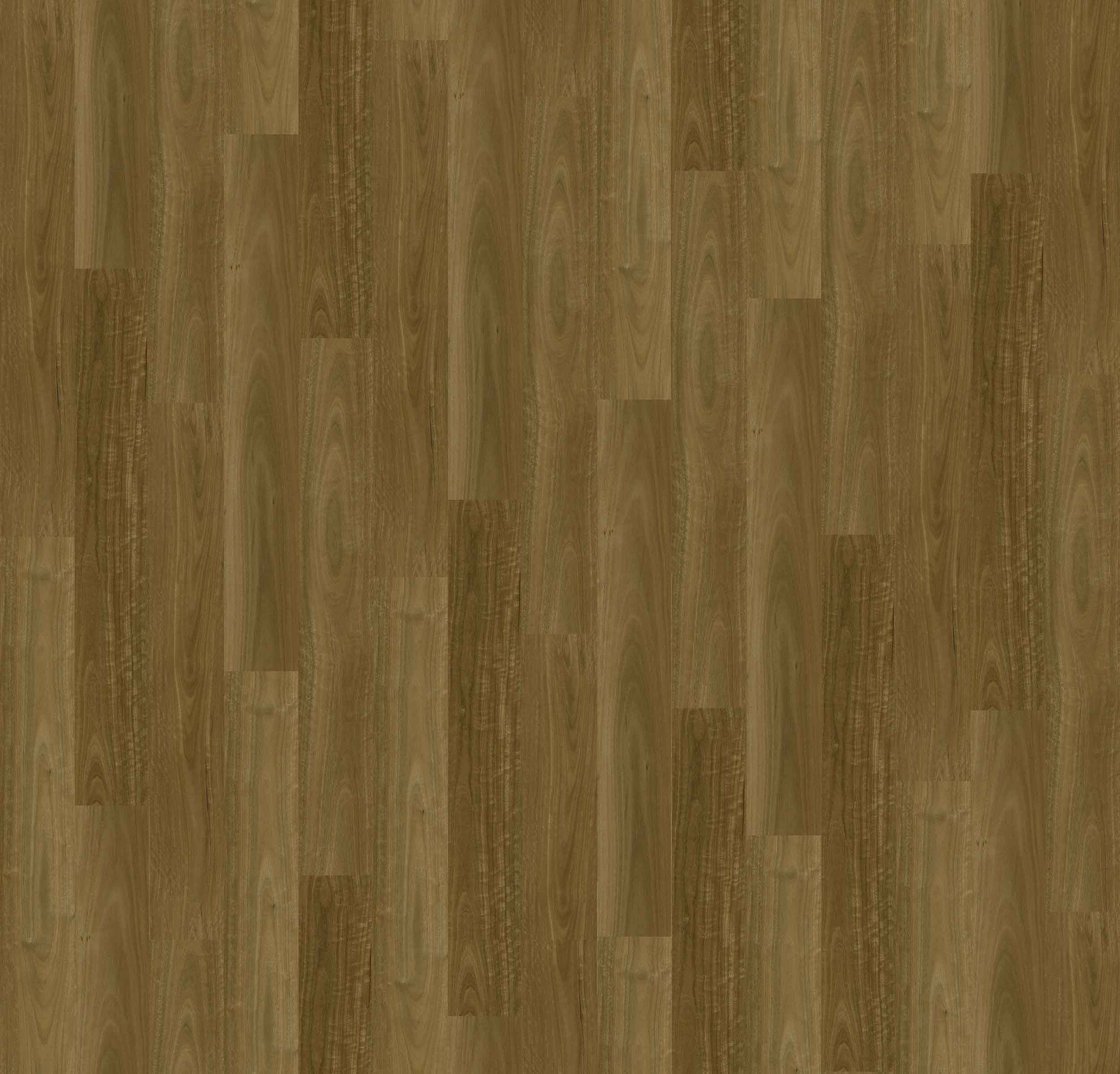 Overview Asha Hybrid Embered Spotted Gum