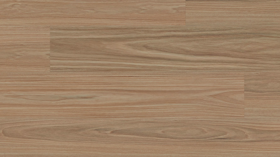 Clever Choice Enchanted Hybrid Hylia Blackbutt