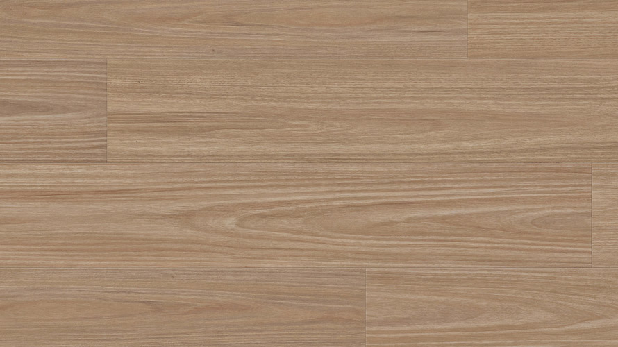 Clever Choice Enchanted Hybrid Titania Blackbutt